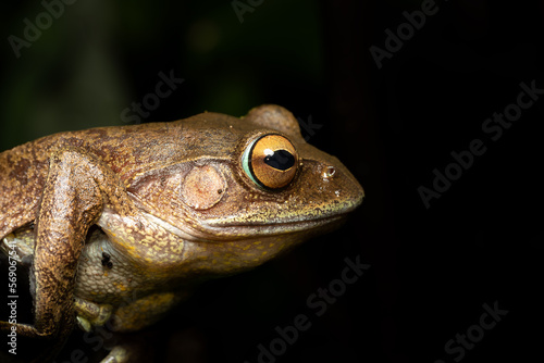 Madagascan Treefrog, Boophis madagascariensis,, endemic species of frog in the family Mantellidae. Andasibe-Mantadia National Park, Madagascar wildlife animal