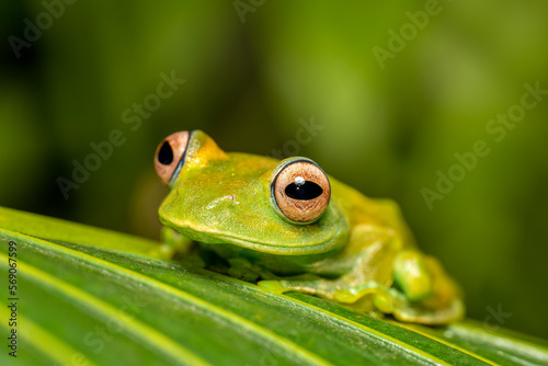 Boophis sibilans, endemic species of frog in the family Mantellidae. Ranomafana National Park, Madagascar wildlife animal
