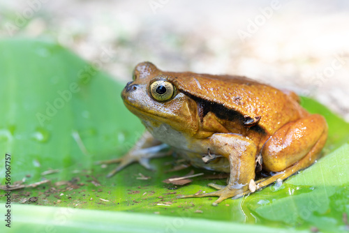 Dyscophus guineti, false tomato frog or the Sambava tomato frog, is a species of frog in the family Microhylidae, Reserve Peyrieras Madagascar Exotic. Madagascar wildlife animal photo