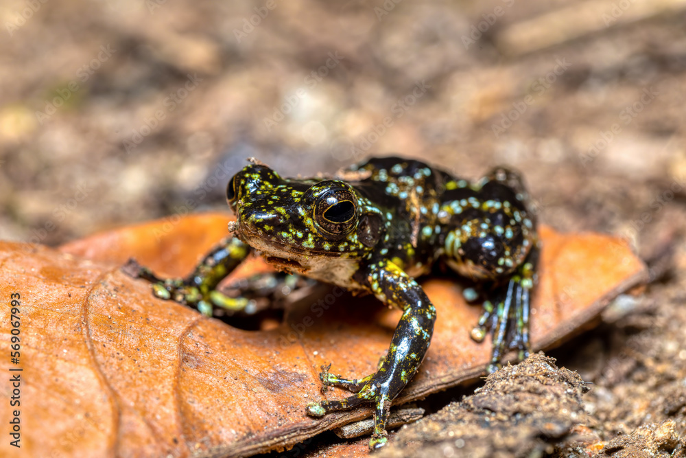 Mantidactylus lugubris, endemic frog species in the family Mantellidae. Ranomafana National Park, Madagascar wildlife animal
