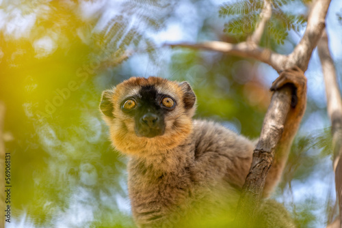 Red-Fronted Lemur (Eulemur Rufifrons), female hanged on tree. Endangered endemic animal in Kirindy Forest, Madagascar wildlife animal. photo