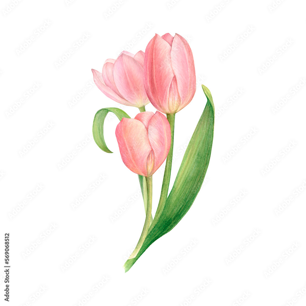 Fototapeta premium A bouquet of white and pink tulips, hand-drawn watercolor illustration.
