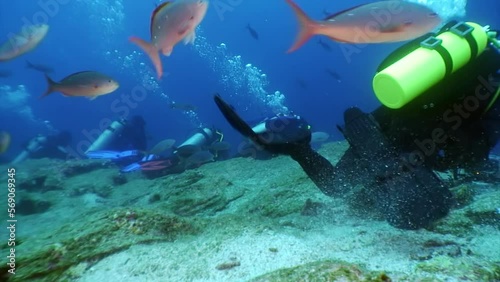 Pacific Ocean, Galapagos Islands - March 16, 2018: Group of diver and movie camera operator makes a video undwewater. Amazing life in blue water. Scuba diving. photo