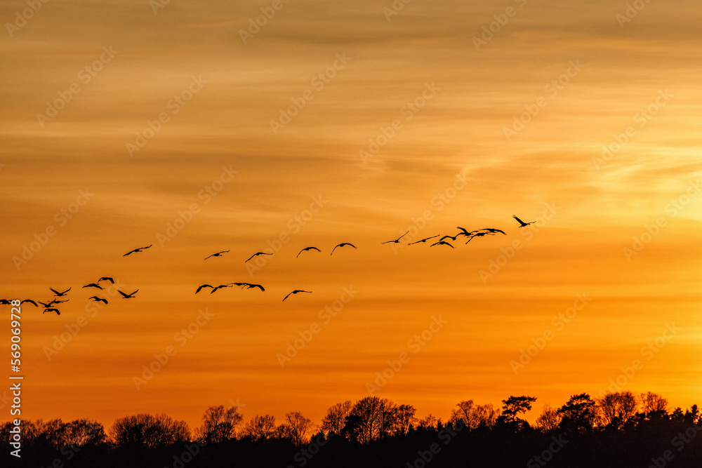 Colorful sunset with a flock of cranes Colorful sunset with a flock of cranes