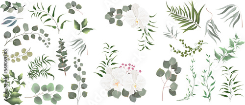 A large collection of herbs and plants. Green plants on a white background. White orchids, eucalyptus and other leaves 