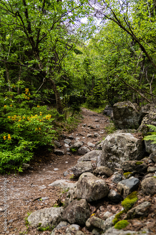 Grüner Waldweg Wanderweg mit Wurzeln Farn