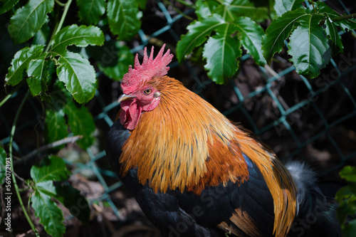 Captivating Rooster in Hawaii's Colorful Wildlife