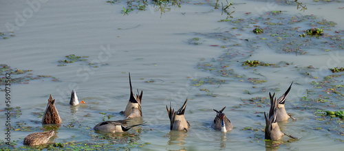 Northern Pintail 'up ending' in shallow water photo