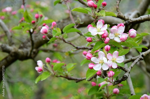 Apfelbäume in Blüte - Streuobstwiese	