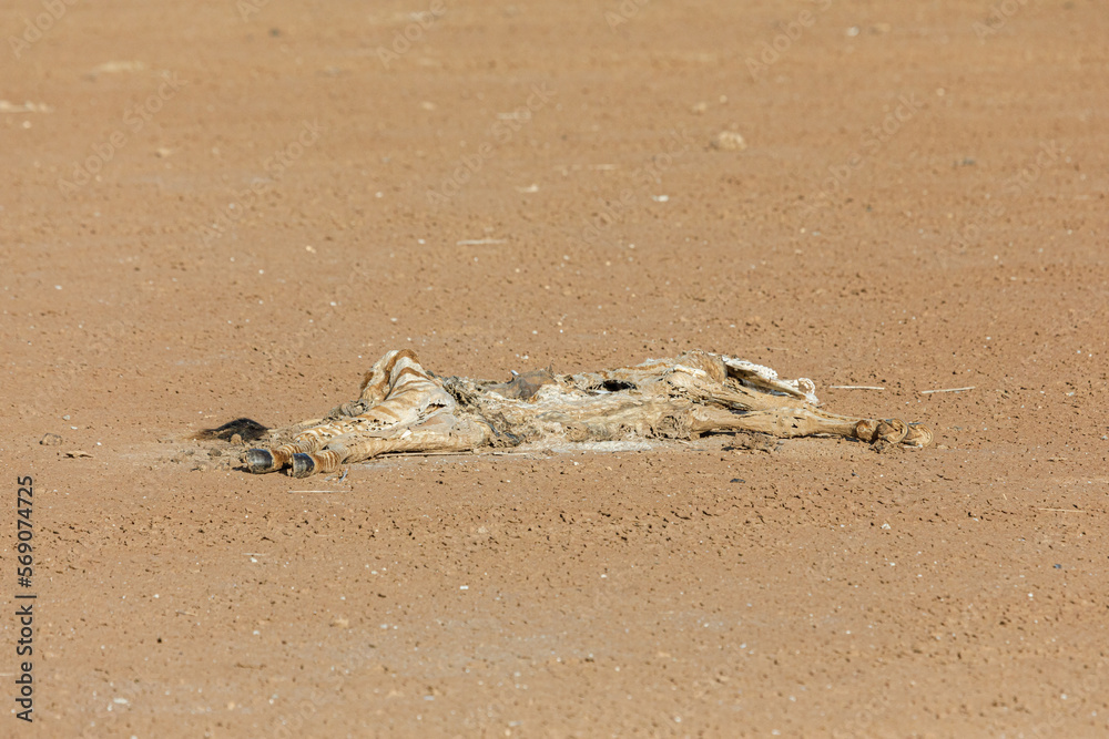 remains of animals felled by the drought remains of animals felled by the drought