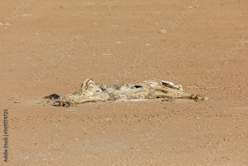 remains of animals felled by the drought