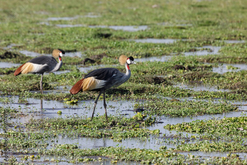 two Crown Cranes walking through the marsh photo