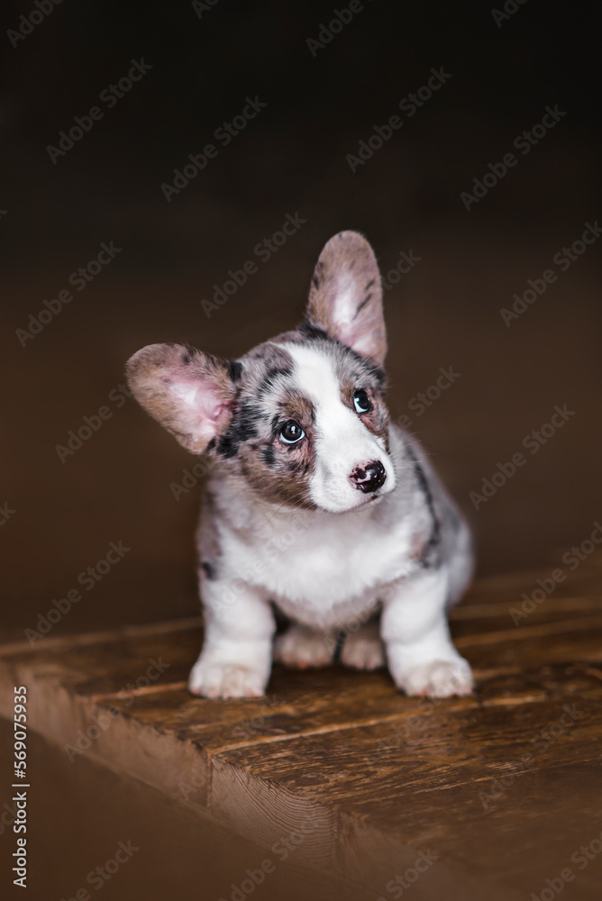 Cardigan Welsh Corgi puppies