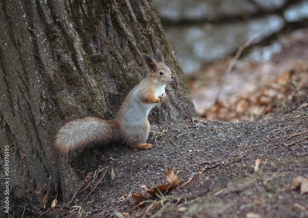 Cute squirrel under a tree in the park Cute squirrel under a tree in the park