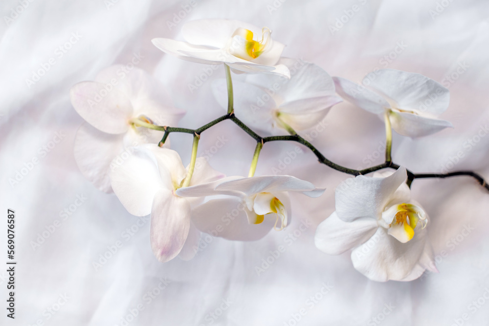 Obraz premium The branch of white orchids on white fabric background 