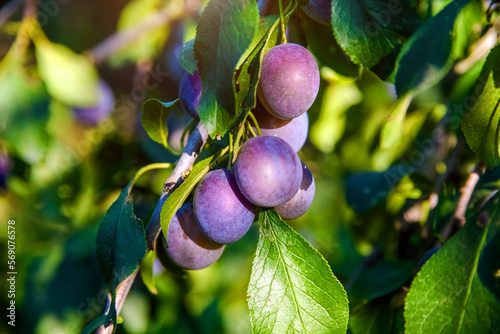 Blue plums ripen on the branches of a tree

