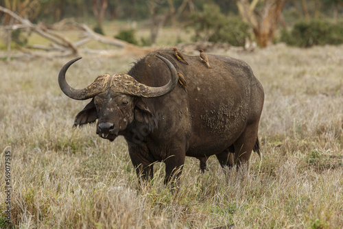 Cape buffalo grazing on the savannah