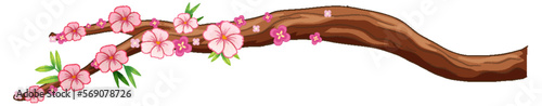 Cherry blossom branch isolated