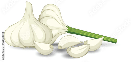 Garlic heads with clove on white background
