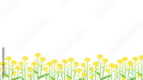 菜の花畑のベクター背景フレームイラスト