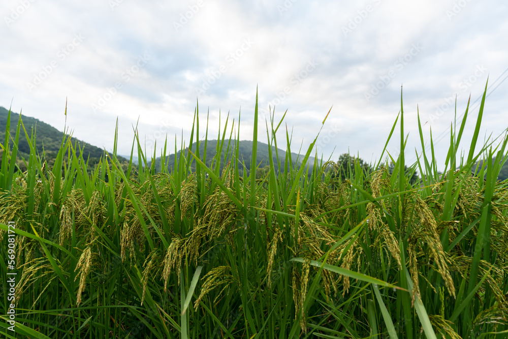 Obraz premium close-up photo of rice fields that is still green Not yet ready to harvest. On the tops of green rice leaves with morning dew.