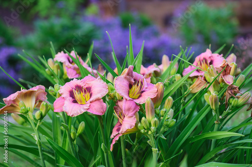 Blooming peach day-lily in summer july or june natural garden. Cottage style in lanscape design