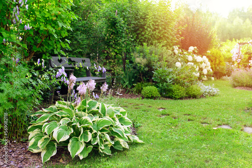 Fototapeta Naklejka Na Ścianę i Meble -  Natural private cottage summer garden in Europe. Hostas, white hydrangeas, and various shrubs blooming. Country life.