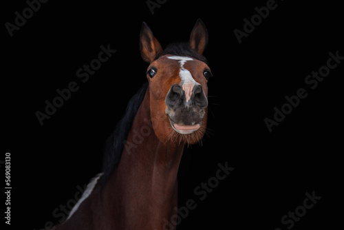 Fotografie Portrait of Dutch warmblood horse isolated on black background