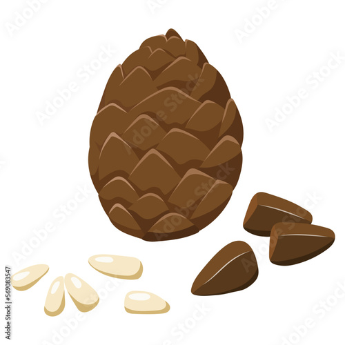Peeled and white pine nuts and cones, vector