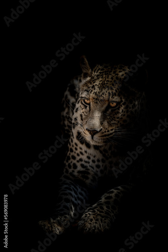 leopard portrait, isolated on black