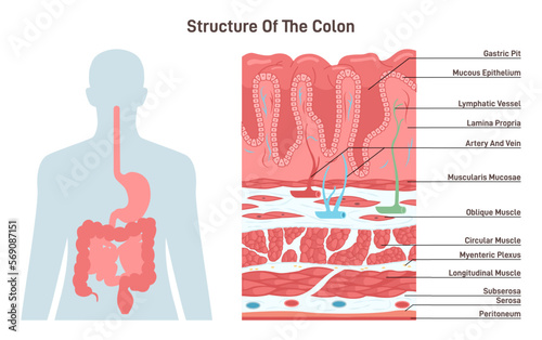 Structure of the colon. Human digestive system anatomy. Intestinal villi