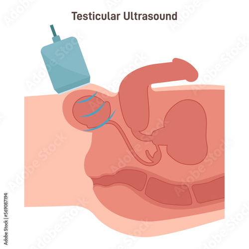 Testicular ultrasound. Male reproductive system diagnostic. Testicular anatomy.