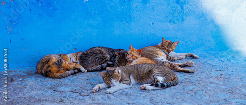 Five cats in Morocca street city © M.studio