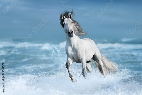 Fototapeta Naklejka Na Ścianę i Meble -  white horse running