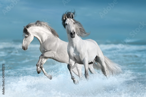 Horses galloping on the water with splashes