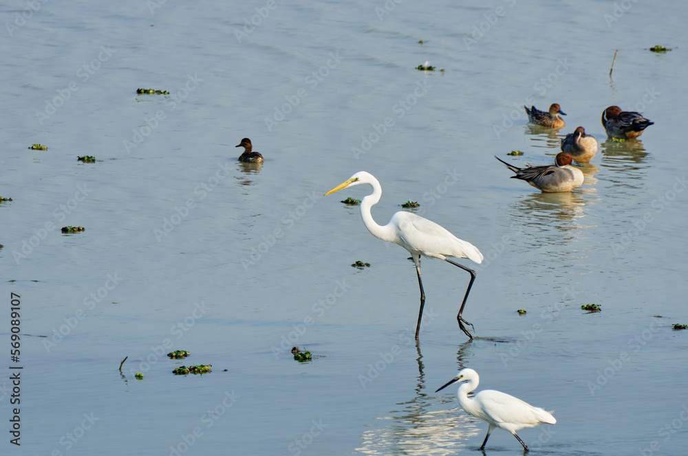 Large and small egrets beside northern pintails Large and small egrets beside northern pintails