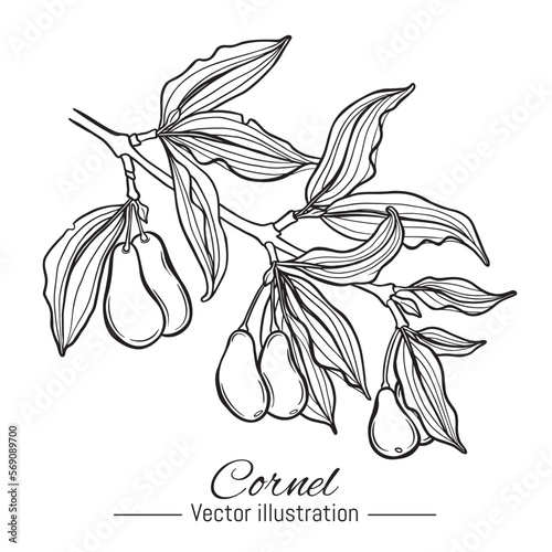 Hand drawn cornus mas branch. Cornel with berries isolated on white background. Dogwood vector illustration. photo