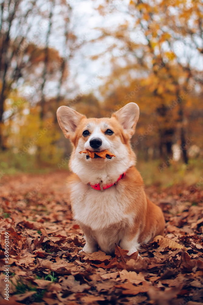 Corgi Corgi