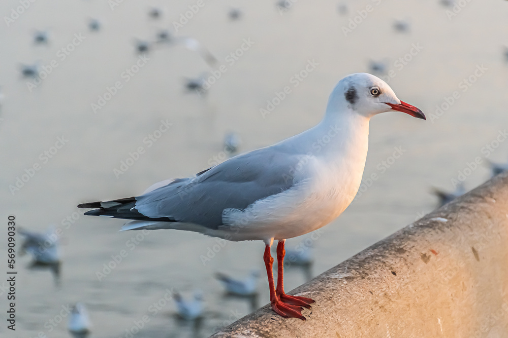 The seagull is standing on the edge of the bridge. The seagull is standing on the edge of the bridge.