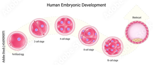 Human embryonic development. Human embryogenesis. Zygote, 2-cell stage, 4-cell stage, 6-cell stage, 8-cell stage, 16-cell stage, Blastocyst.