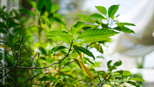 green leaf with white line around blur background