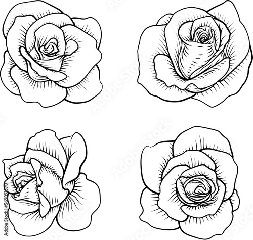 A set of roses. Each rose flower in a vintage woodcut engraving illustration style.