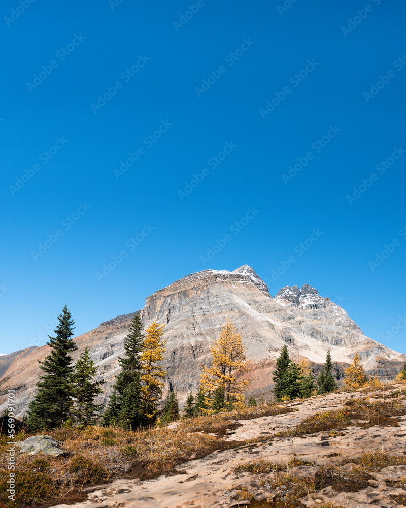 Autumn golden larch trees on the hill of Lake O’Hara Trail. Yoho National Park, Canadian Rockies. Vertical format.