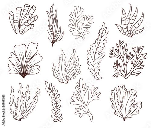 Hand drawn doodle seaweed underwater set. vector outline illustration