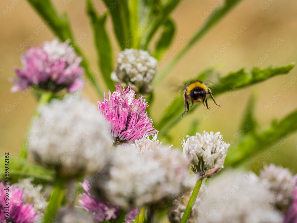 Bumblebee flying over white and purple Chives flower Bumblebee flying over white and purple Chives flower