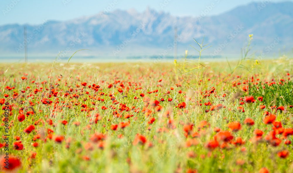Blooming poppy field in the background mountains with snow, blue sky