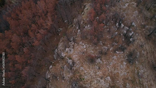 burnt forest in the mountains in Turkey. Pine forest after a fire taken from a drone. Charred trees in the countryside in Turkey