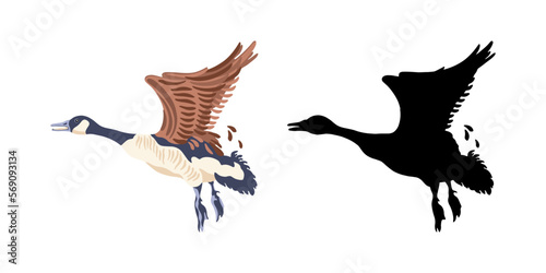 Canada geese. Two  flying birds. The black silhouette and the color vintage style bird. Vector illustration on a white background.
