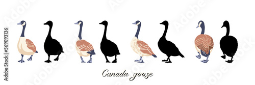 Canadian geese. Four black silhouettes and color illustrations. Vintage set of birds. Vector illustration on a white background.