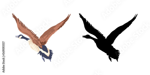 Canada geese. Two flying birds. The vintage style color illustration and the black bird silhouette. Vector illustration on a white background.